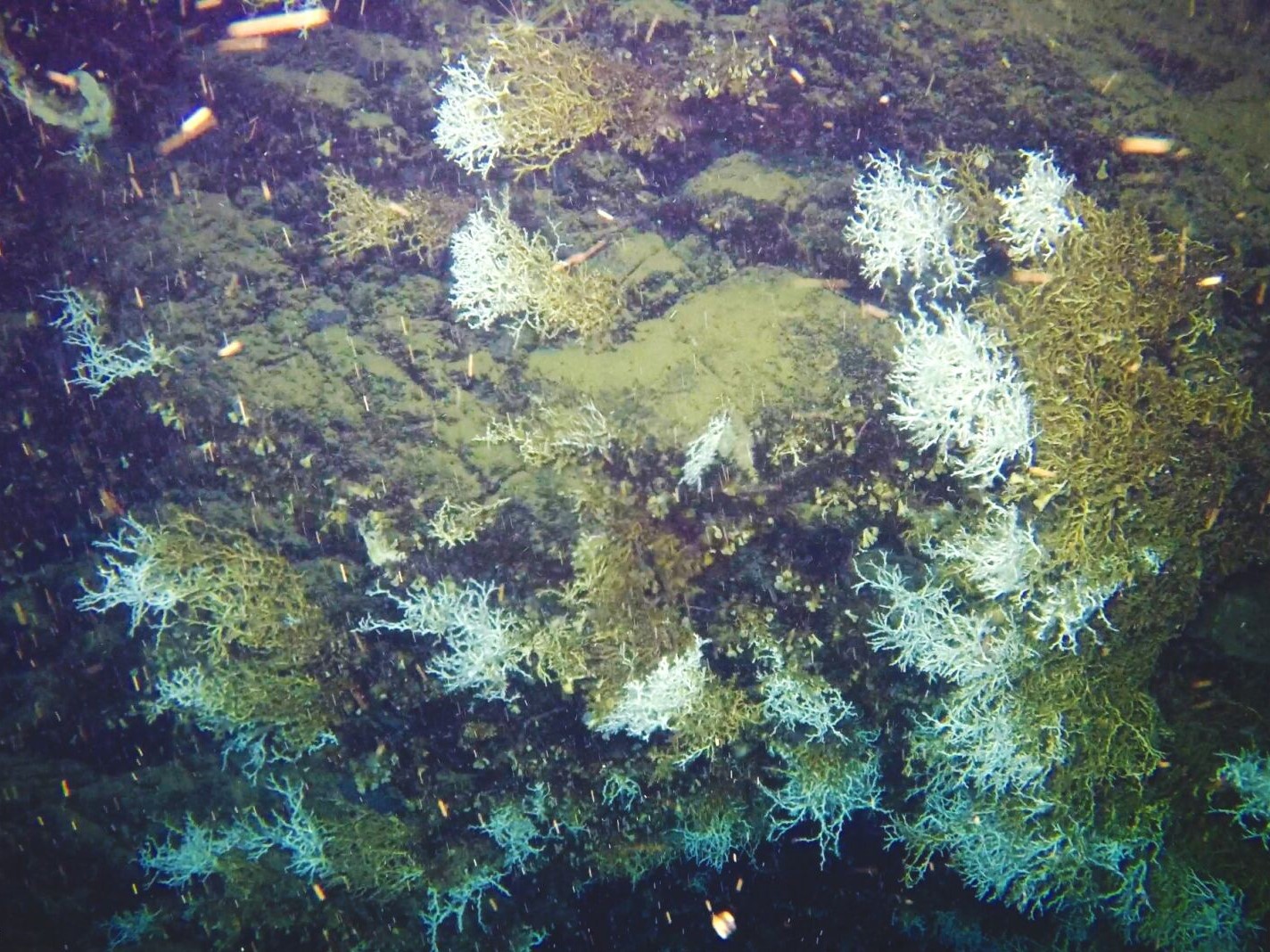 Community program in action